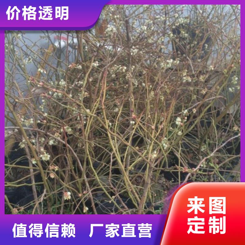 藍莓苗【葡萄苗】產品細節每個細節都嚴格把關
