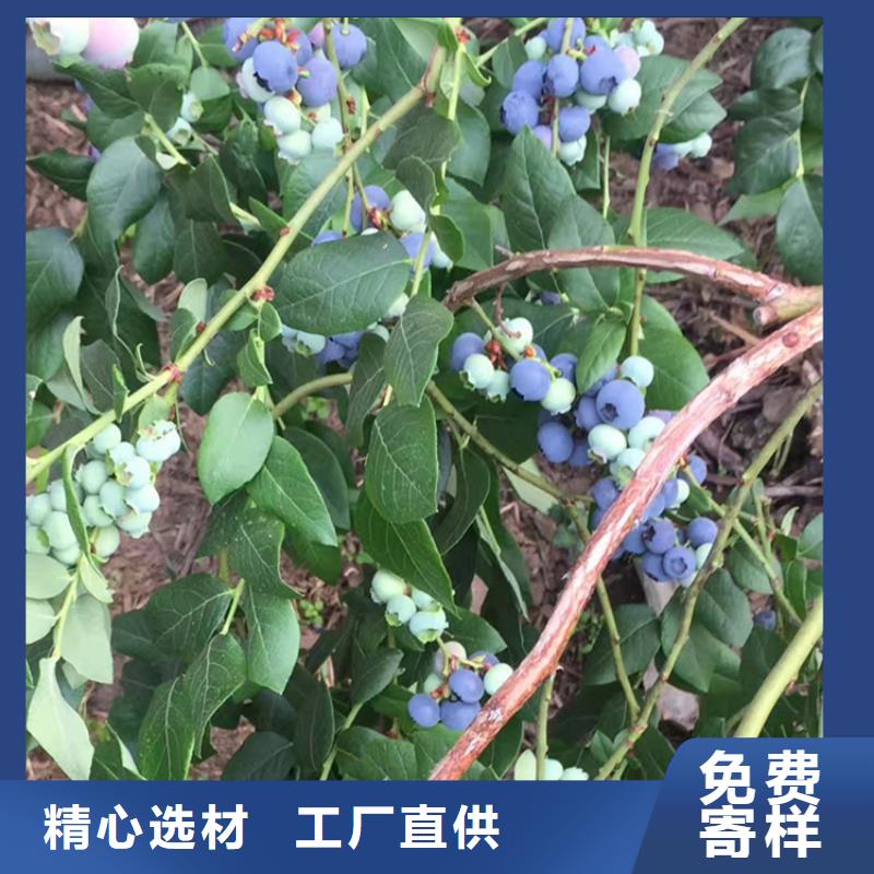 藍(lán)莓苗【蘋果苗】實力商家供貨穩(wěn)定廠家采購