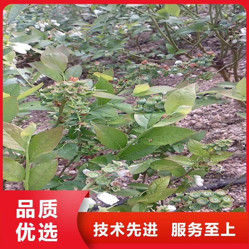 藍莓苗_【蘋果苗】定制零售批發當地供應商