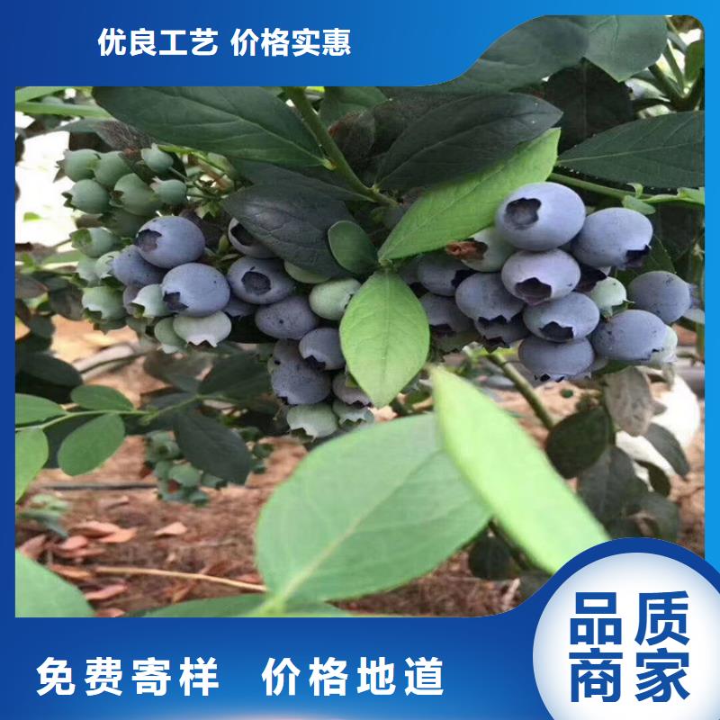藍(lán)莓苗-【西瓜苗】匠心工藝現(xiàn)貨滿足大量采購(gòu)
