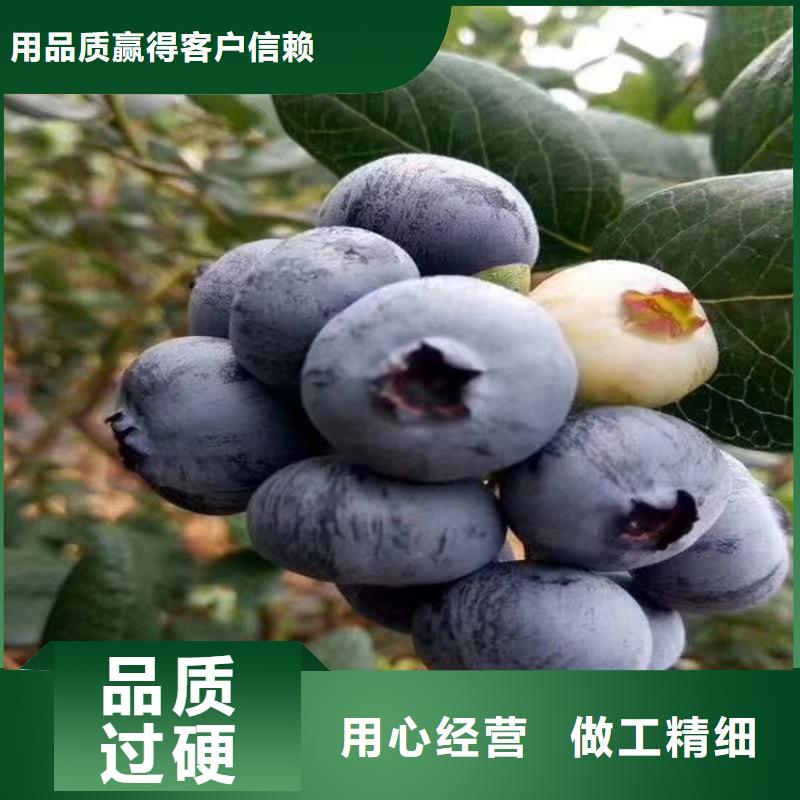 藍莓苗【3公分石榴苗】多種工藝真正讓利給買家