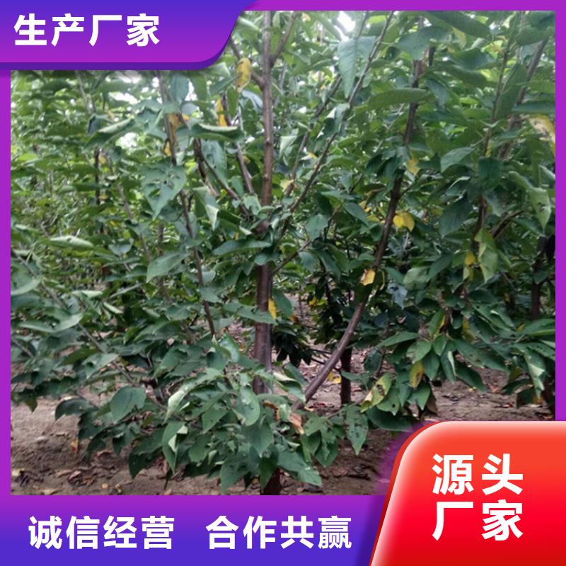 櫻桃3公分軟籽石榴苗省心又省錢本地制造商