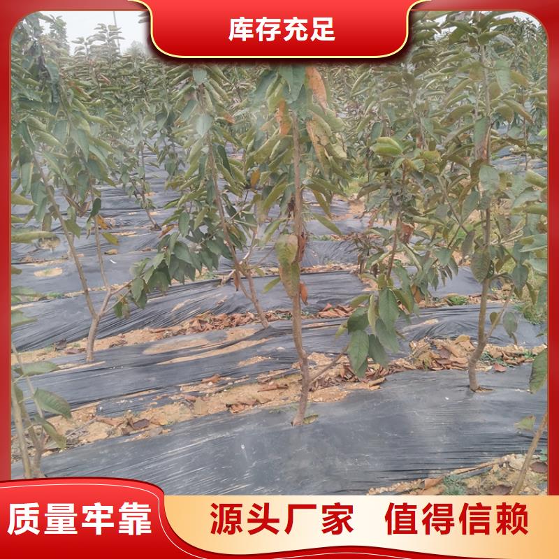 樱桃苹果苗用的放心当地生产厂家