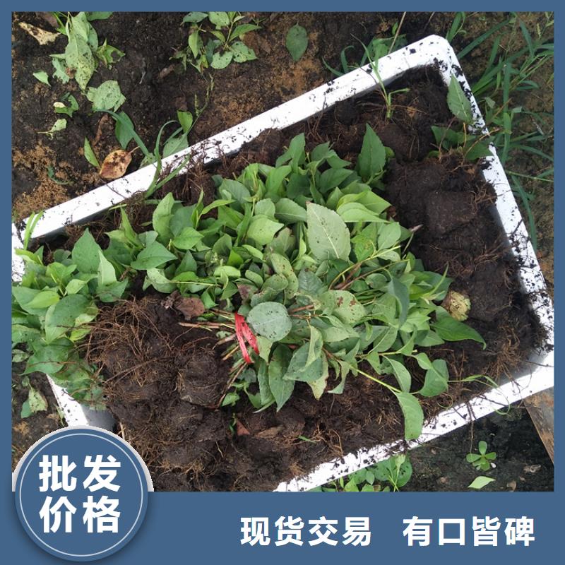 /FK1559364.html
