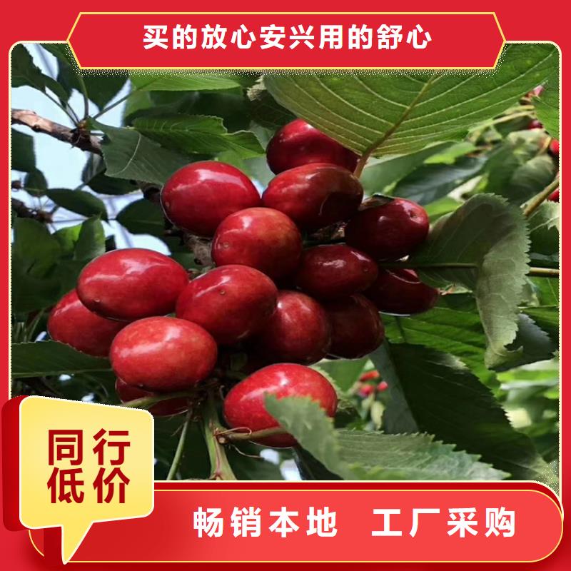 ?櫻桃瑪瑙紅石榴苗質(zhì)量三包物流配送