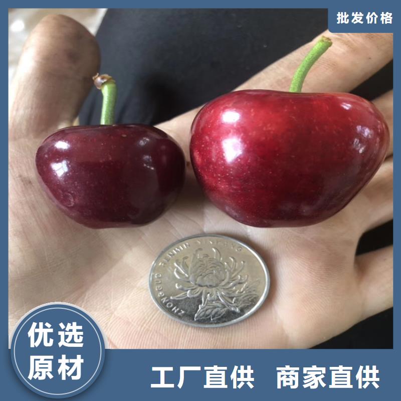 櫻桃,桃樹苗放心選購精工制作