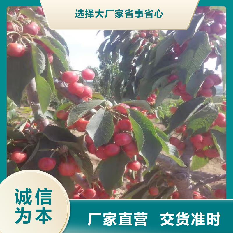 櫻桃櫻桃苗產(chǎn)品參數(shù)同城貨源