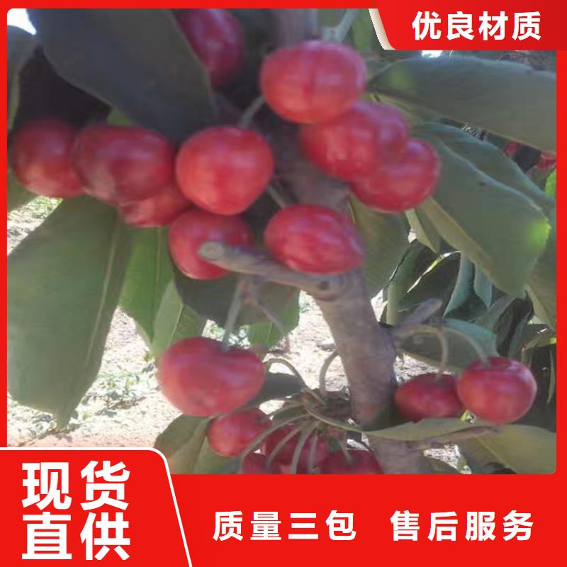 櫻桃蘋果苗快捷的物流配送快速報價