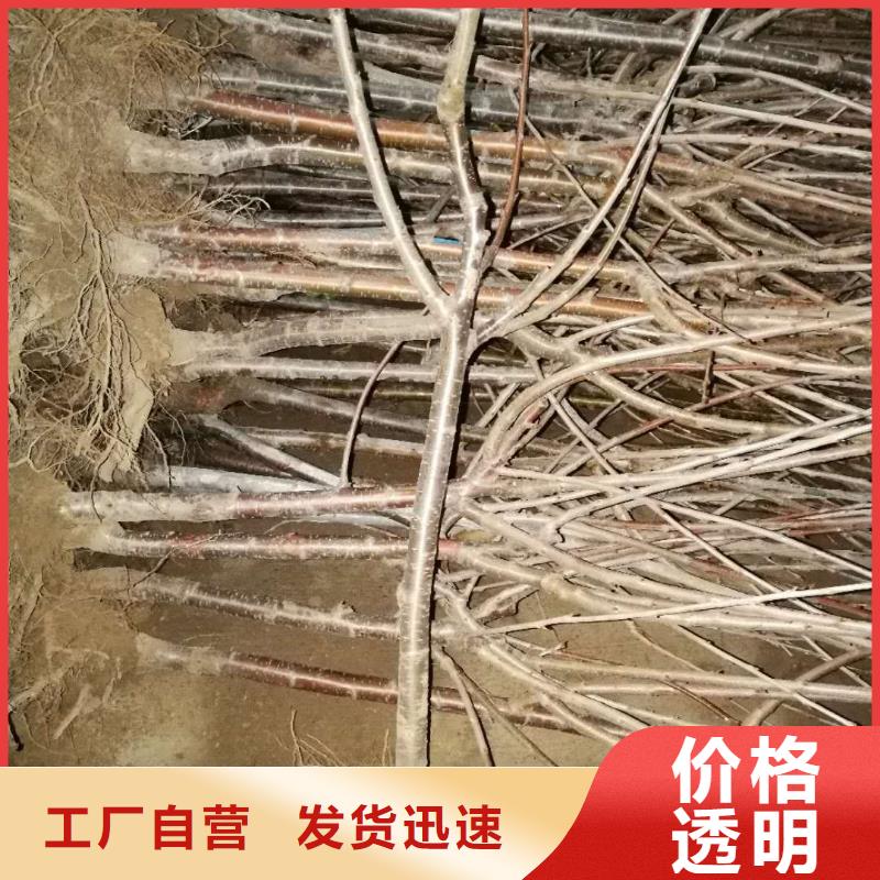 樱桃苹果苗可零售可批发用的放心