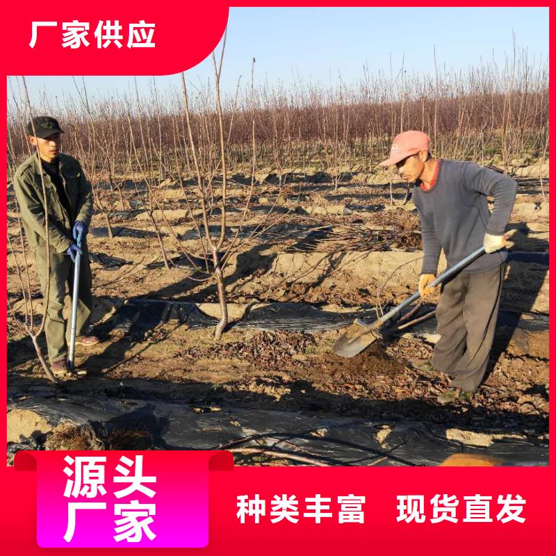 櫻桃石榴樹苗有實力有經(jīng)驗本地生產(chǎn)廠家