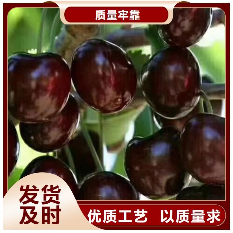 櫻桃奶油草莓免費詢價本地廠家