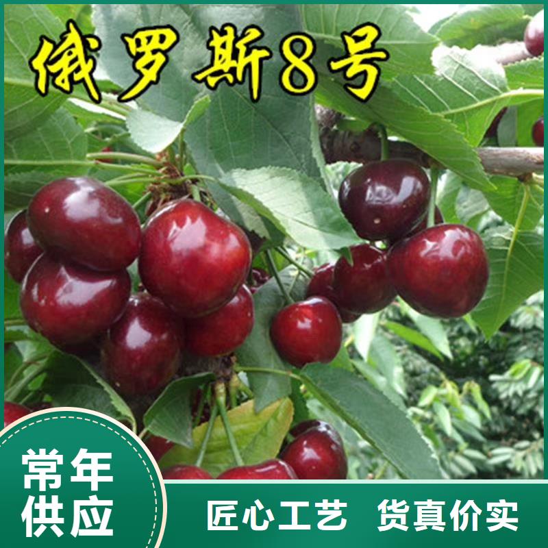 【櫻桃櫻桃苗廠家自營】誠信經營