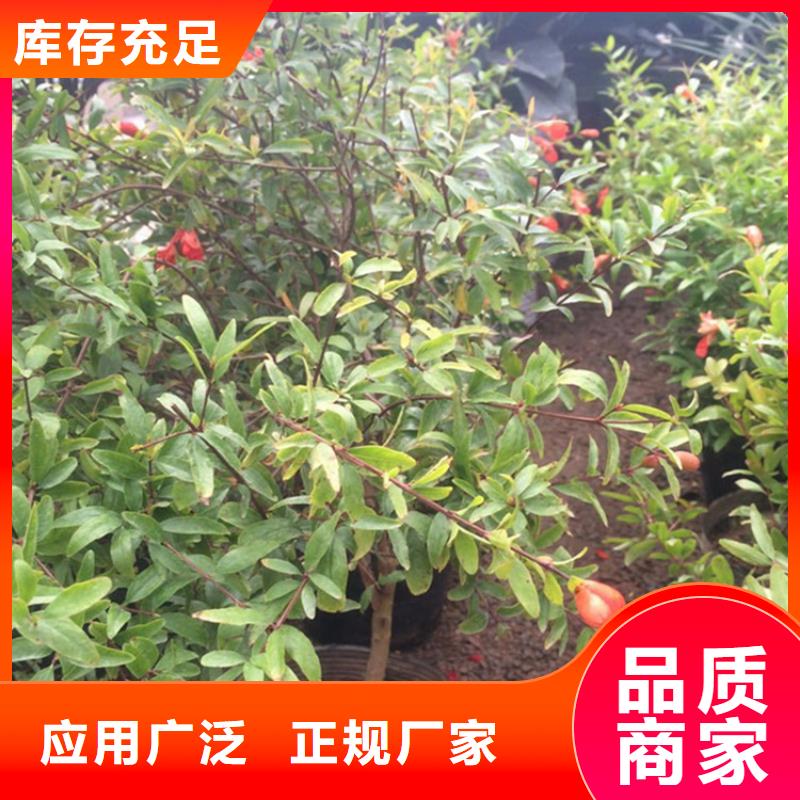 【石榴】藍莓苗價格合理同城品牌