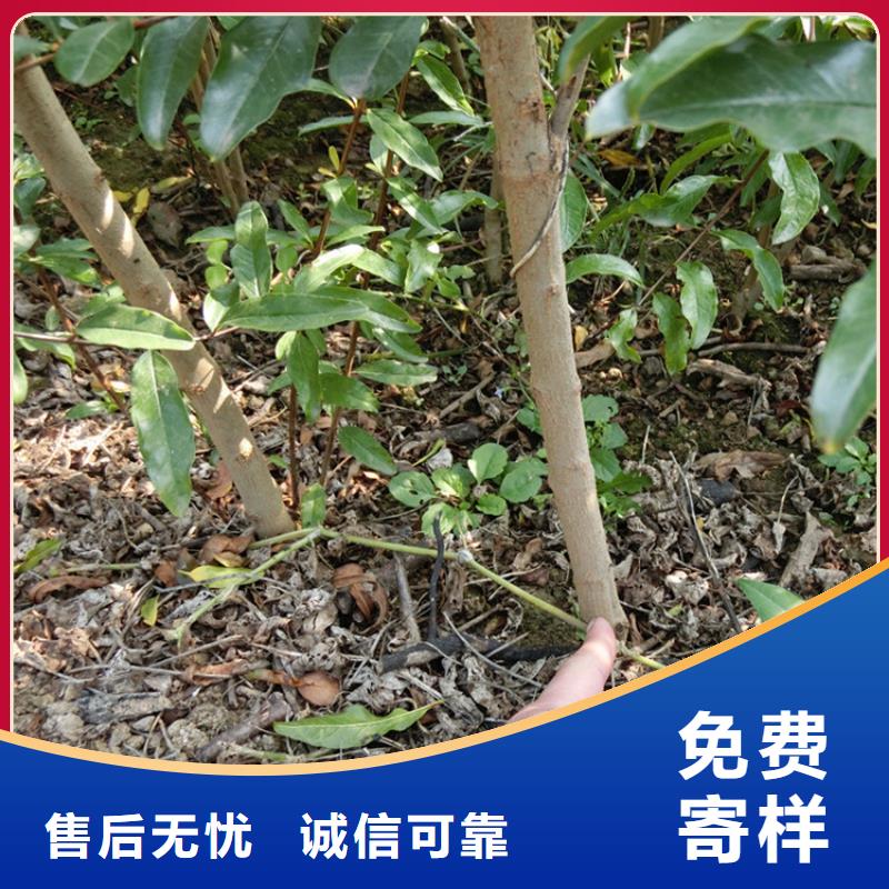 石榴,藍莓苗供您所需層層質檢