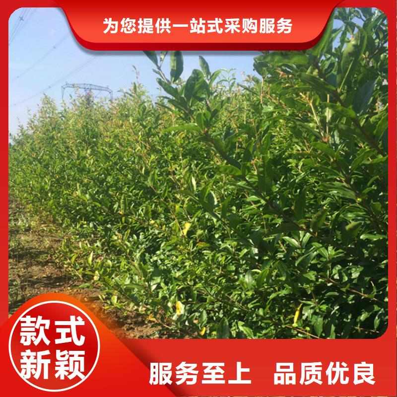 石榴_桃樹苗價格公道合理本地生產(chǎn)商