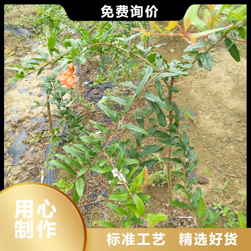 【石榴黃瓜苗就近發貨】本地品牌