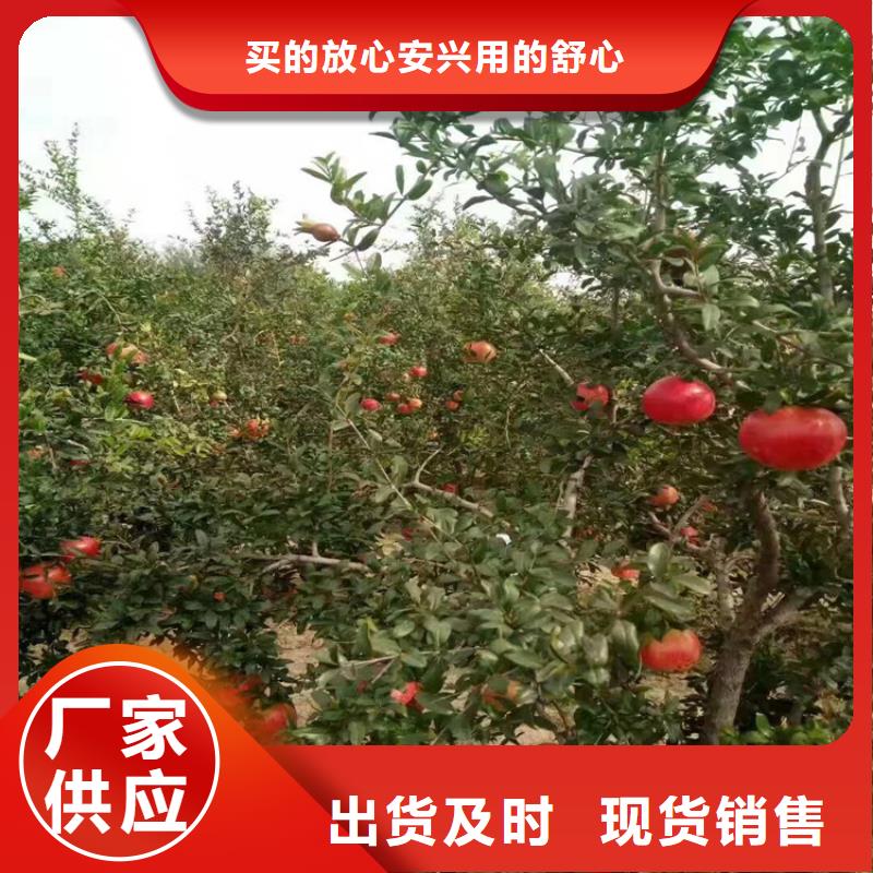 石榴桃樹苗甄選好物廠家直銷放心