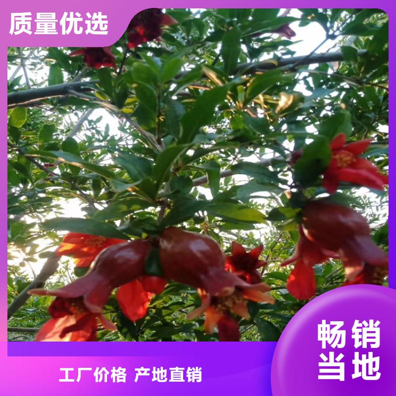 【石榴】櫻桃苗精選貨源追求細節品質