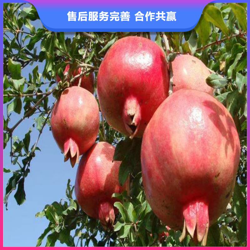 石榴,櫻桃苗貨品齊全好品質(zhì)經(jīng)得住考驗(yàn)