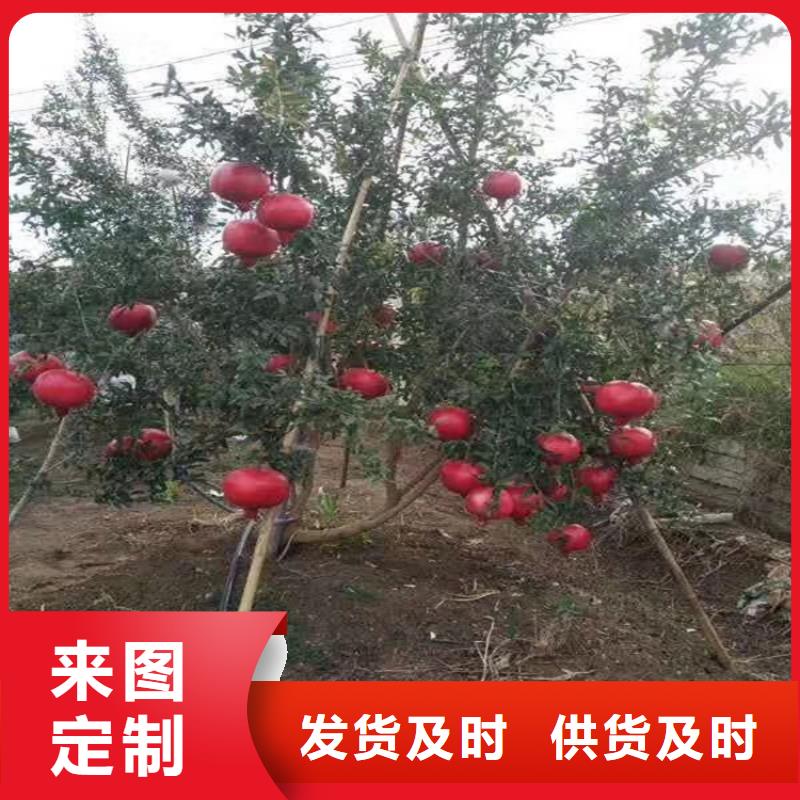 石榴板栗苗用的放心同城生產(chǎn)廠家