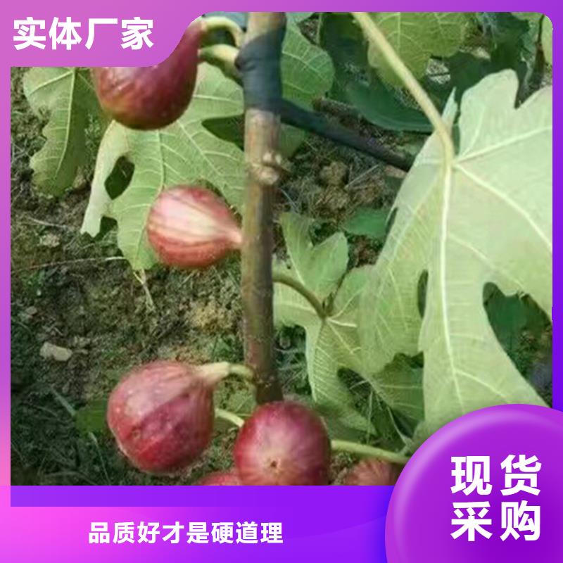 无花果【葡萄苗】使用寿命长久附近服务商