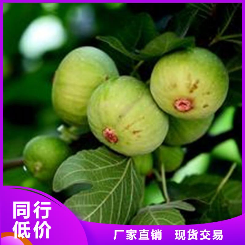 無花果葡萄苗海量現(xiàn)貨客戶信賴的廠家