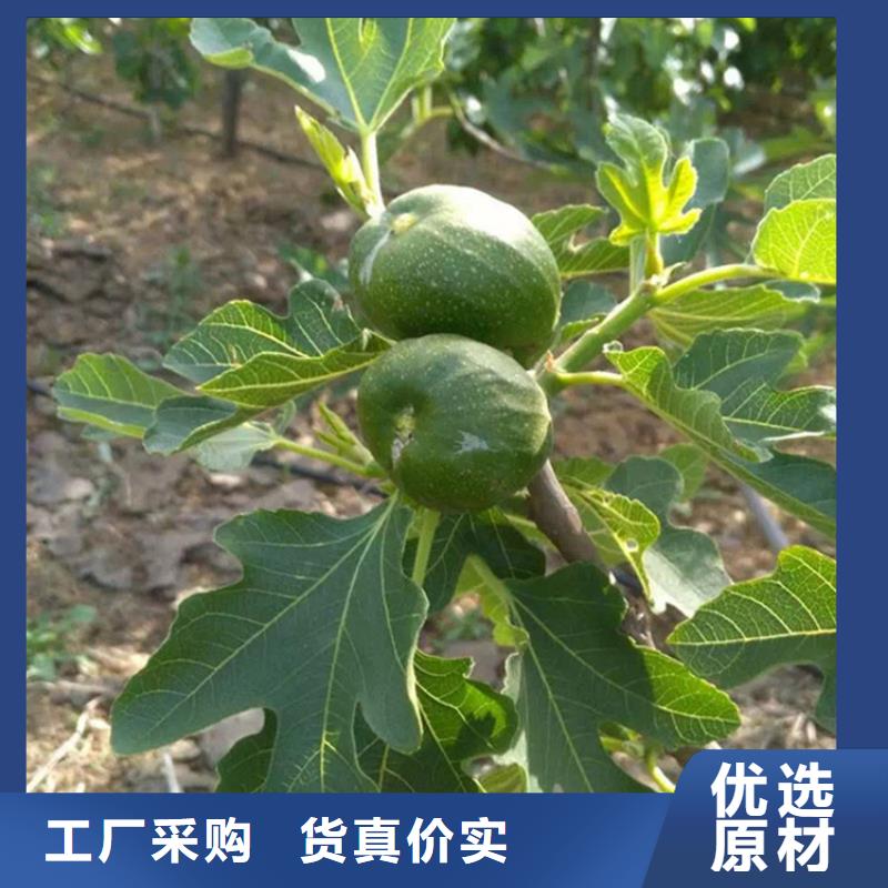 【無花果】藍(lán)莓苗您身邊的廠家同城生產(chǎn)廠家