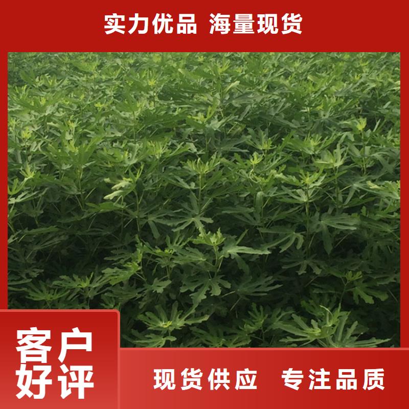 無花果_紅顏草莓把實惠留給您品牌企業