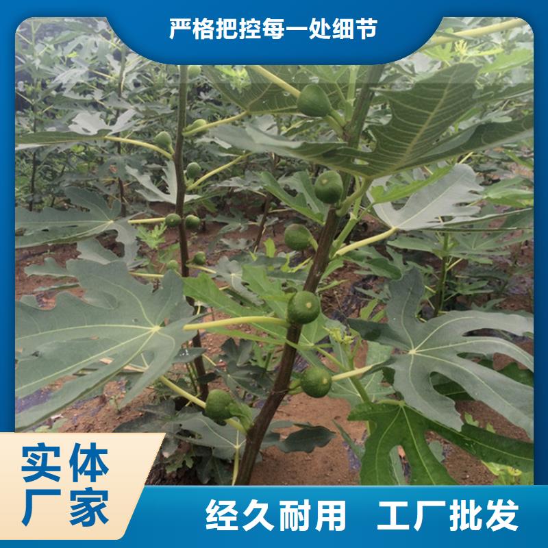 無花果櫻桃苗工廠現(xiàn)貨供應(yīng)品類齊全