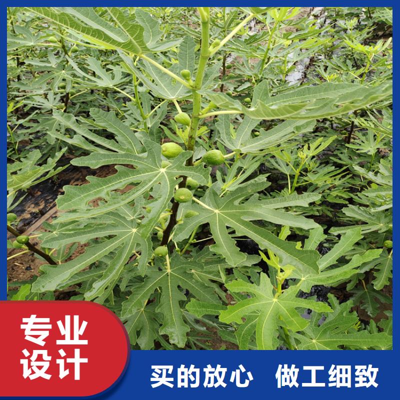 无花果蓝莓苗厂家直销安全放心研发生产销售