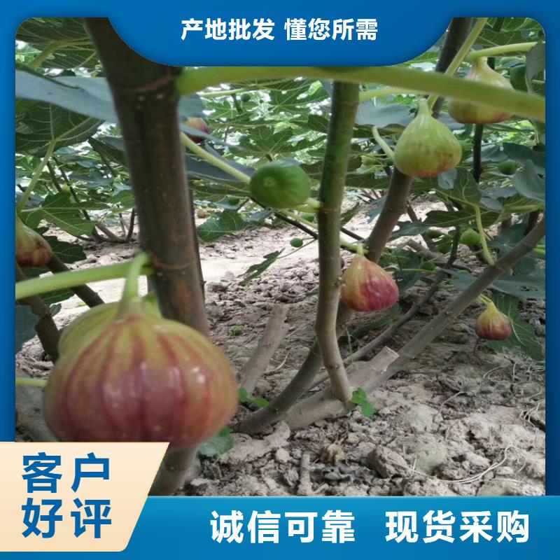 無(wú)花果,櫻桃苗優(yōu)選廠家現(xiàn)貨采購(gòu)