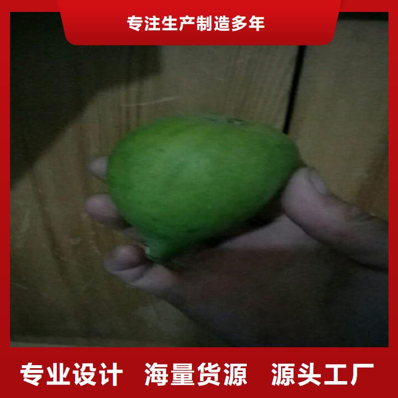 無花果,黃瓜苗分類和特點本地制造商