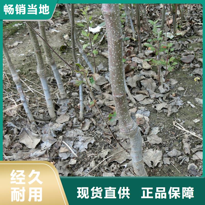 蘋果石榴樹苗工廠批發(fā)品質(zhì)做服務(wù)