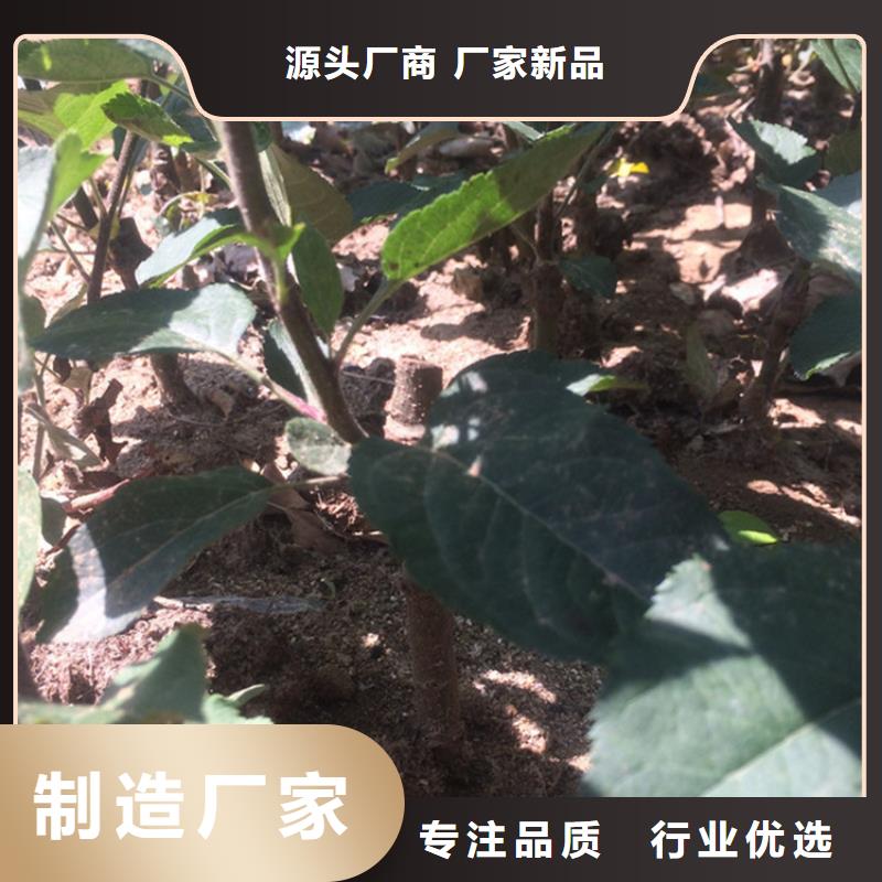 蘋果【蘋果苗】服務始終如一型號全價格低