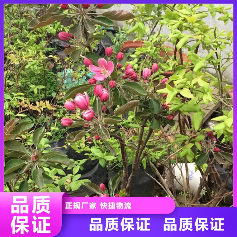 蘋果西瓜番石榴苗大品牌值得信賴本地制造商