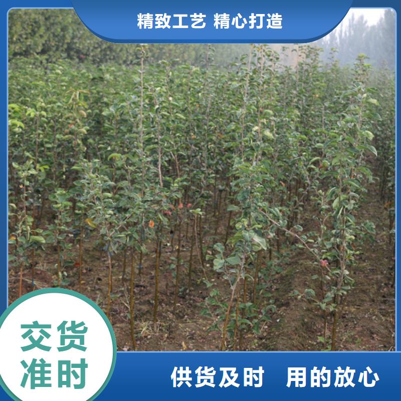【蘋果蘋果苗支持定制加工】產地直供