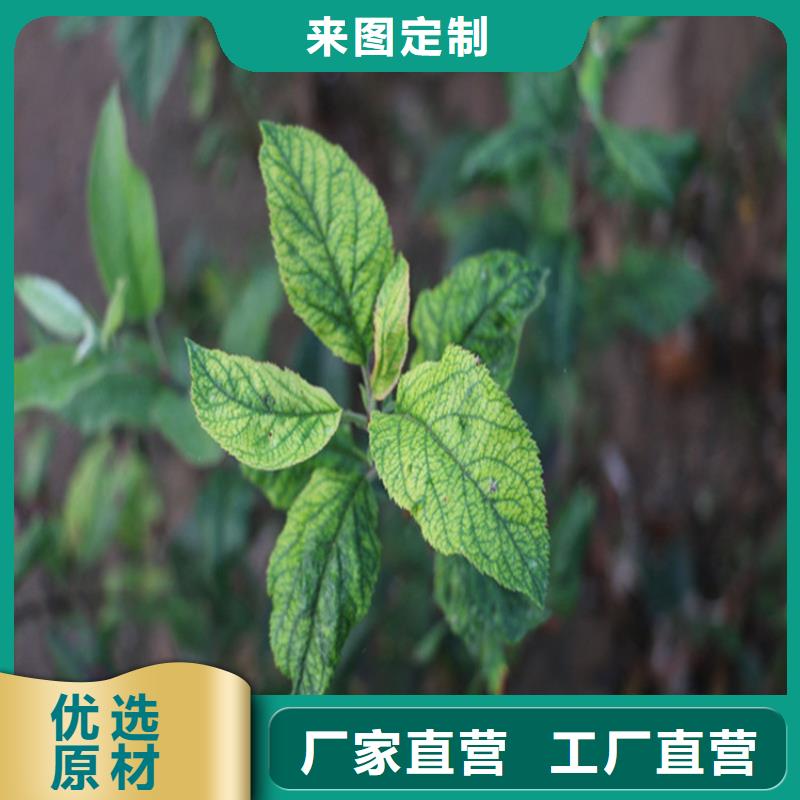 苹果红颜草莓畅销当地质优价廉