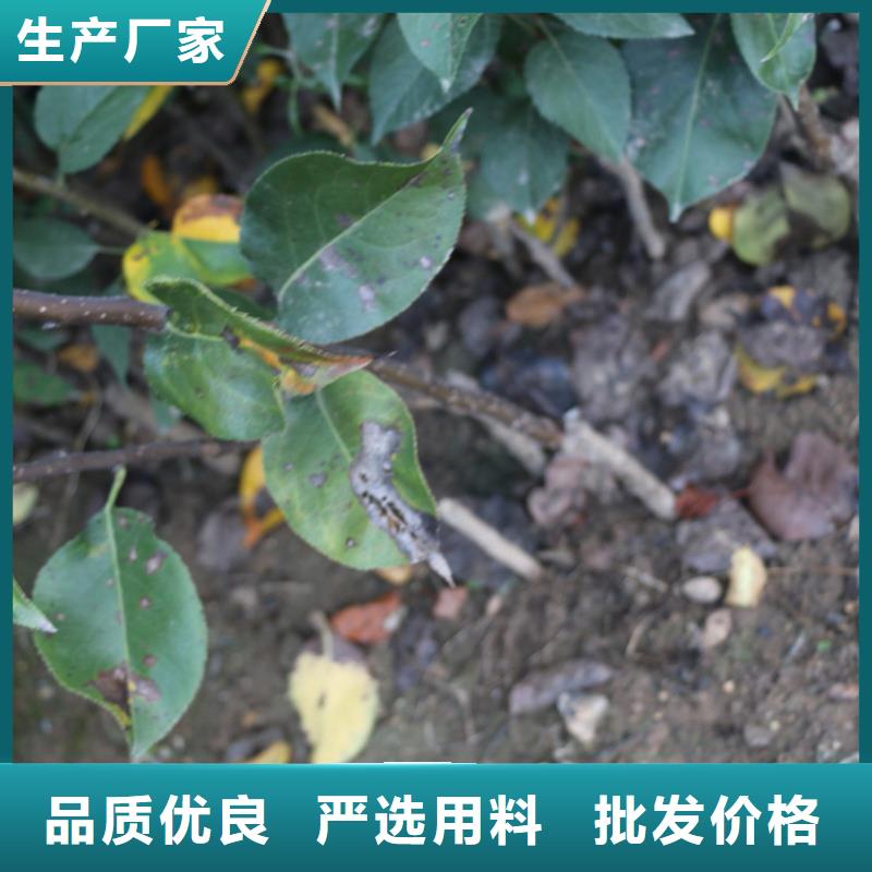 蘋果梨樹苗支持批發零售真材實料誠信經營