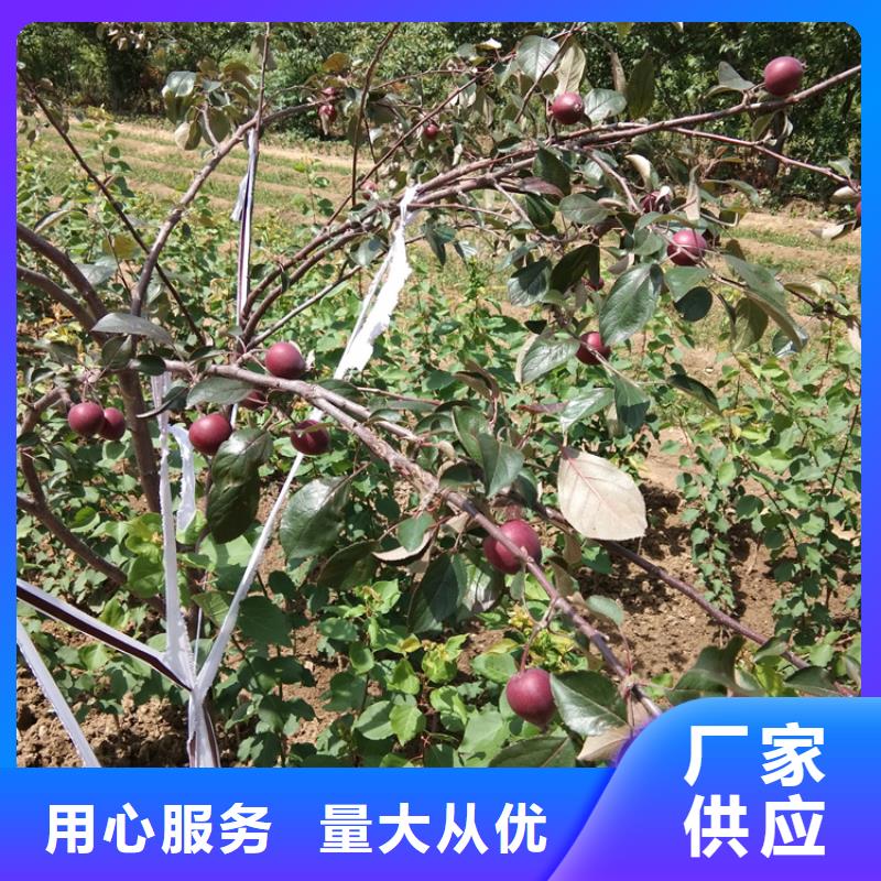 苹果【蓝莓苗】源头厂家直销当地生产商