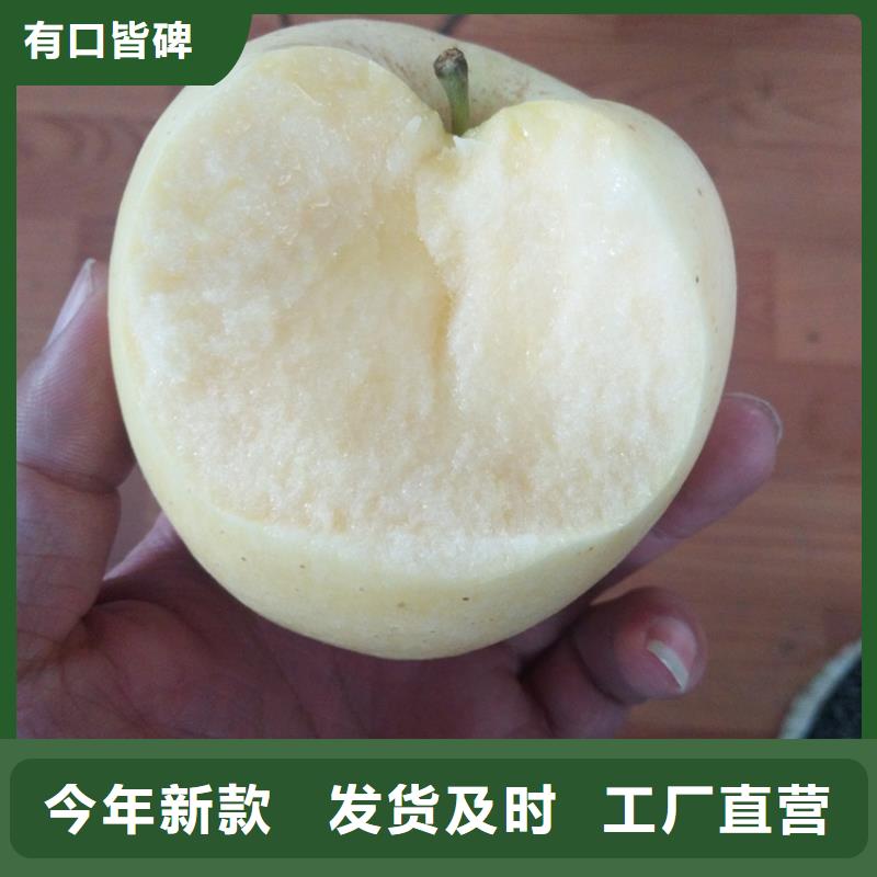 蘋(píng)果杏樹(shù)苗廠家歡迎來(lái)電咨詢