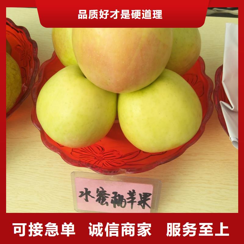 蘋果【北美冬青】現(xiàn)貨齊全售后無憂專業(yè)生產(chǎn)團(tuán)隊