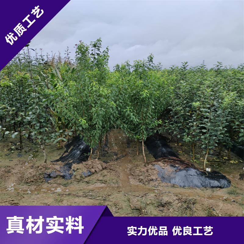 苹果,苹果苗拒绝伪劣产品源头采购