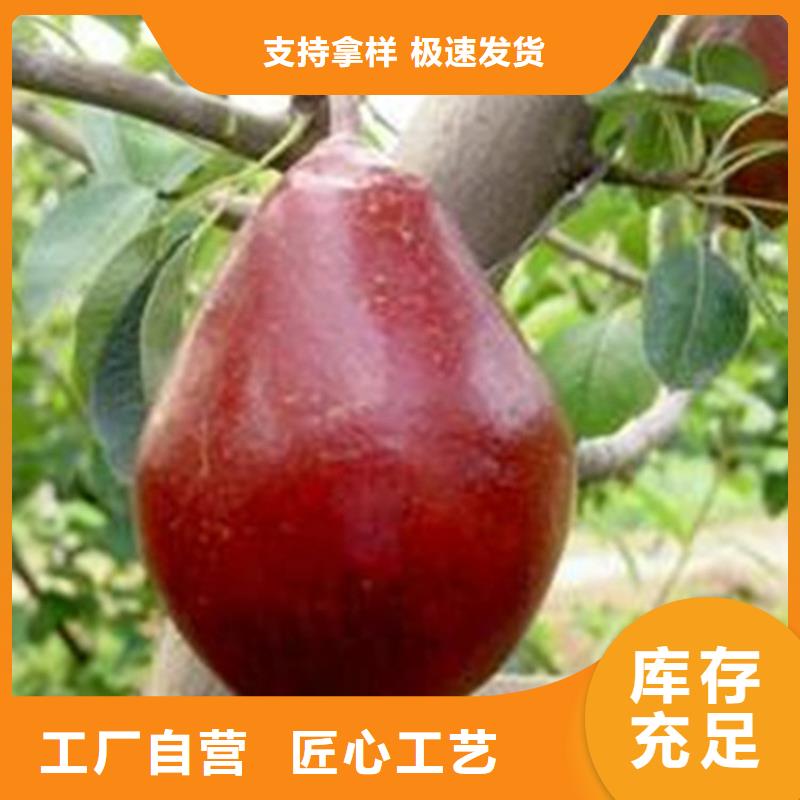 梨樹【西瓜番石榴苗】品牌企業好品質選我們
