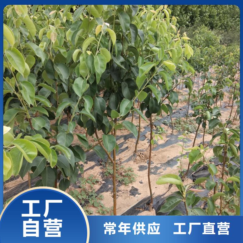 梨樹杏樹苗庫存量大好產品放心購