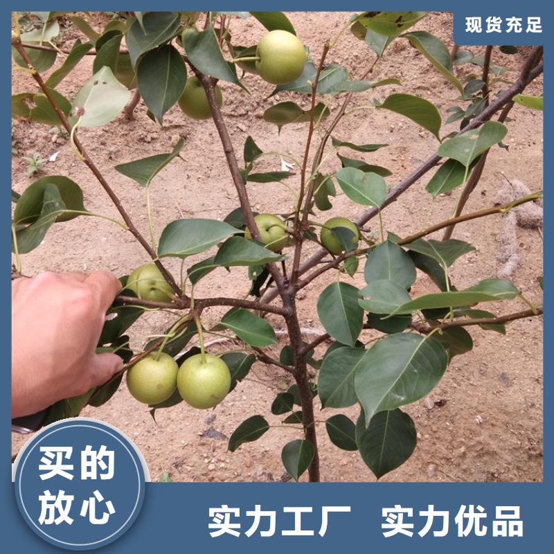 【梨樹北美冬青實力廠家】本地制造商