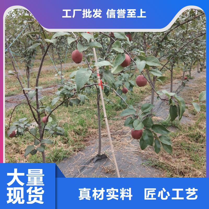 梨树-【奶油草莓】实体厂家大量现货自产自销