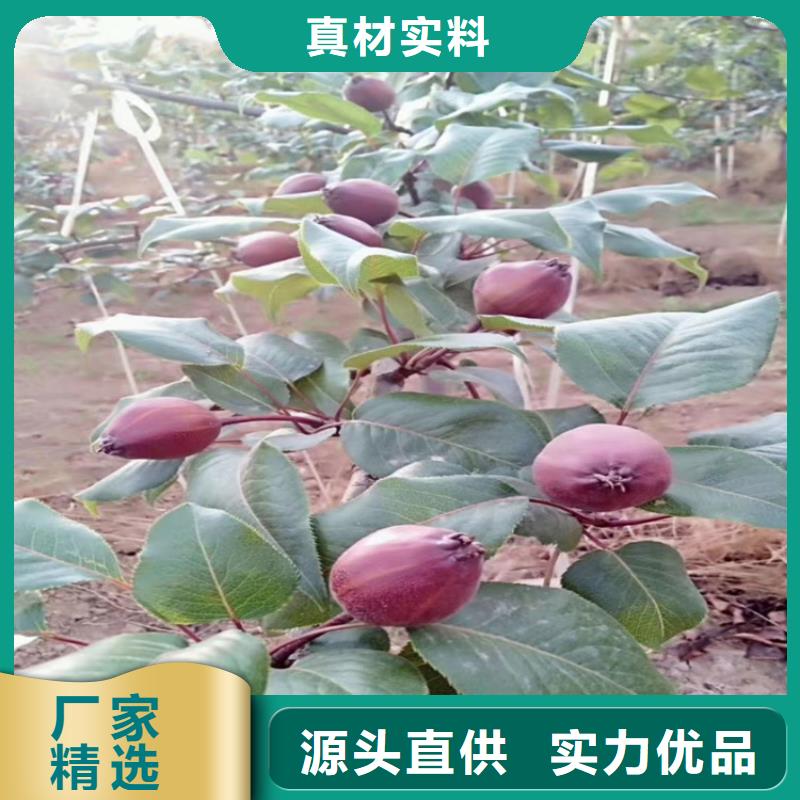 梨樹【草莓苗】貨源穩(wěn)定精心打造