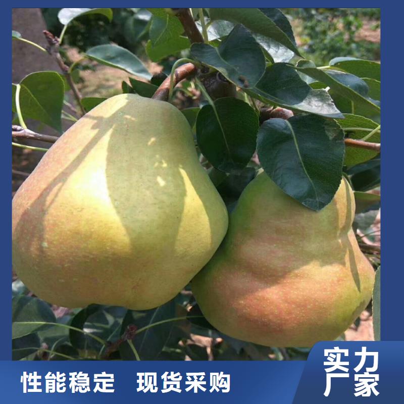 【梨樹(shù)】櫻桃苗細(xì)節(jié)展示好品質(zhì)售后無(wú)憂