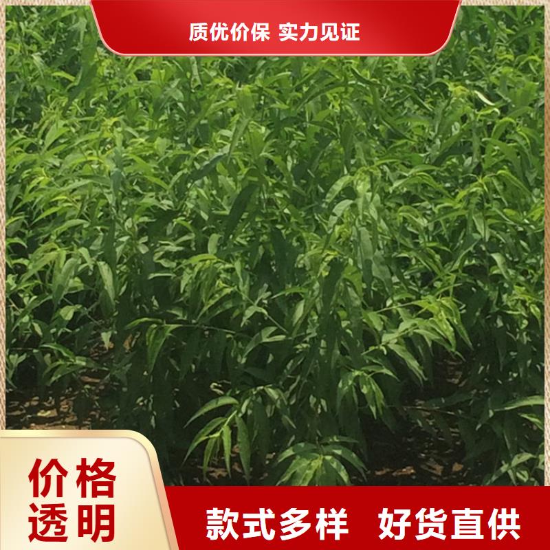 桃草莓苗放心購誠信商家服務熱情