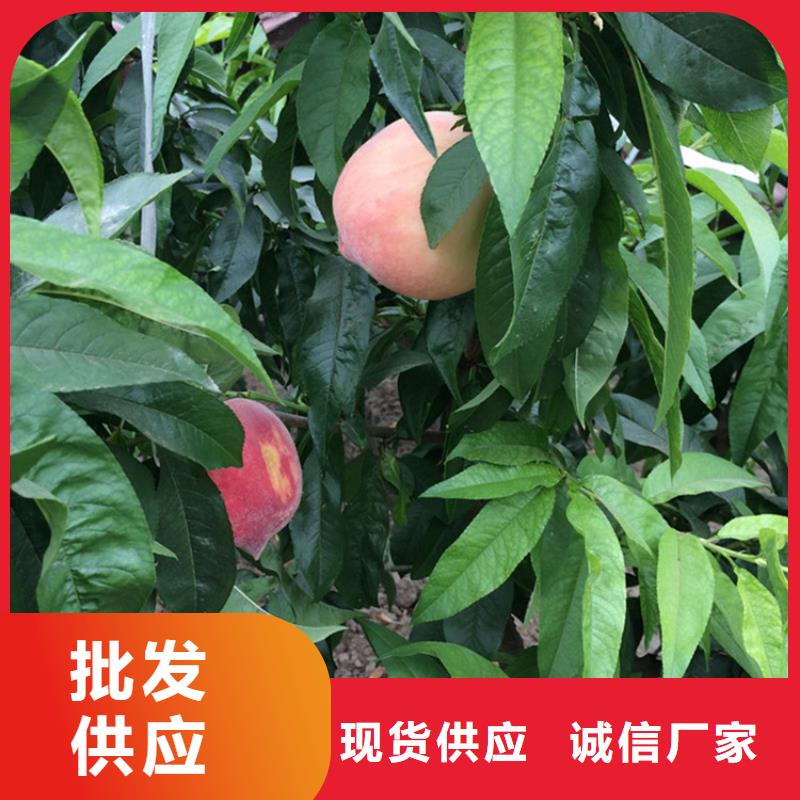 桃,櫻桃苗精工制作值得買